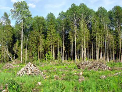 Недобросовестных бизнесменов лесного сектора Рязанской области накажут